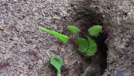 Leafcutter ants march across a tree branch 1