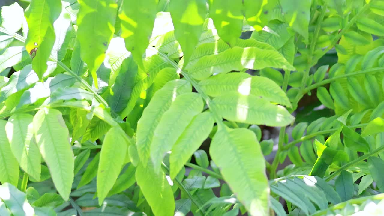 hojas verdes brillantes iluminadas por la luz del sol en un parque