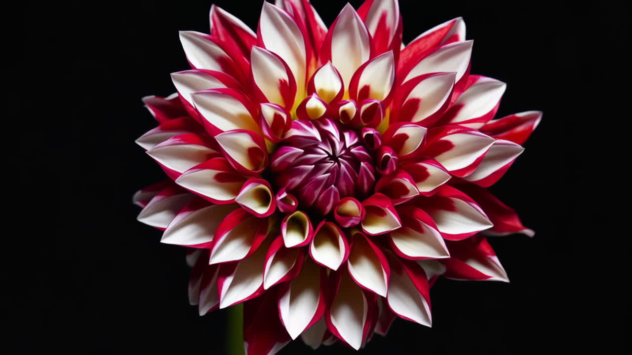 Close-up of a Red and White Dahlia