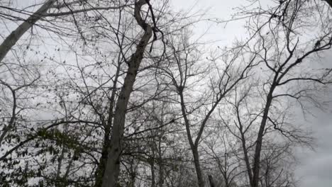 high angle of trees and sky, camera push in slow motion on overcast day in winter