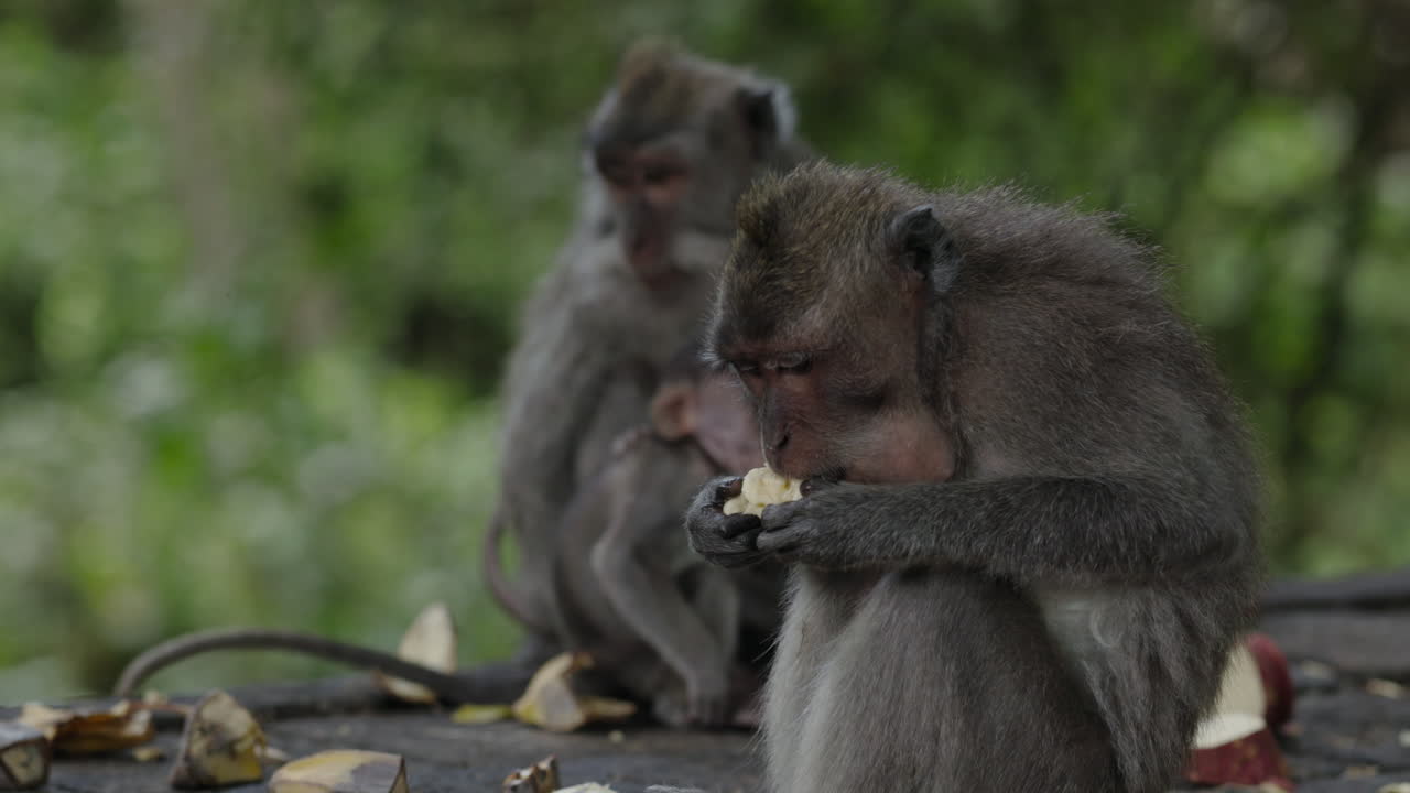 Monkeys eating bananas in a jungle