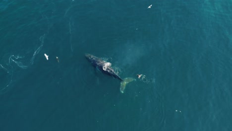 Juvenile-humpback-whale-swimming-amongst-seals-in-Cape-Town,-South-Africa