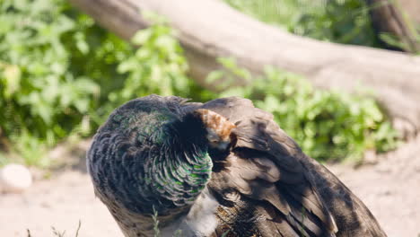 Common-peafowl-picks-at-feathers-with-beak-and-turns-head,-close-up