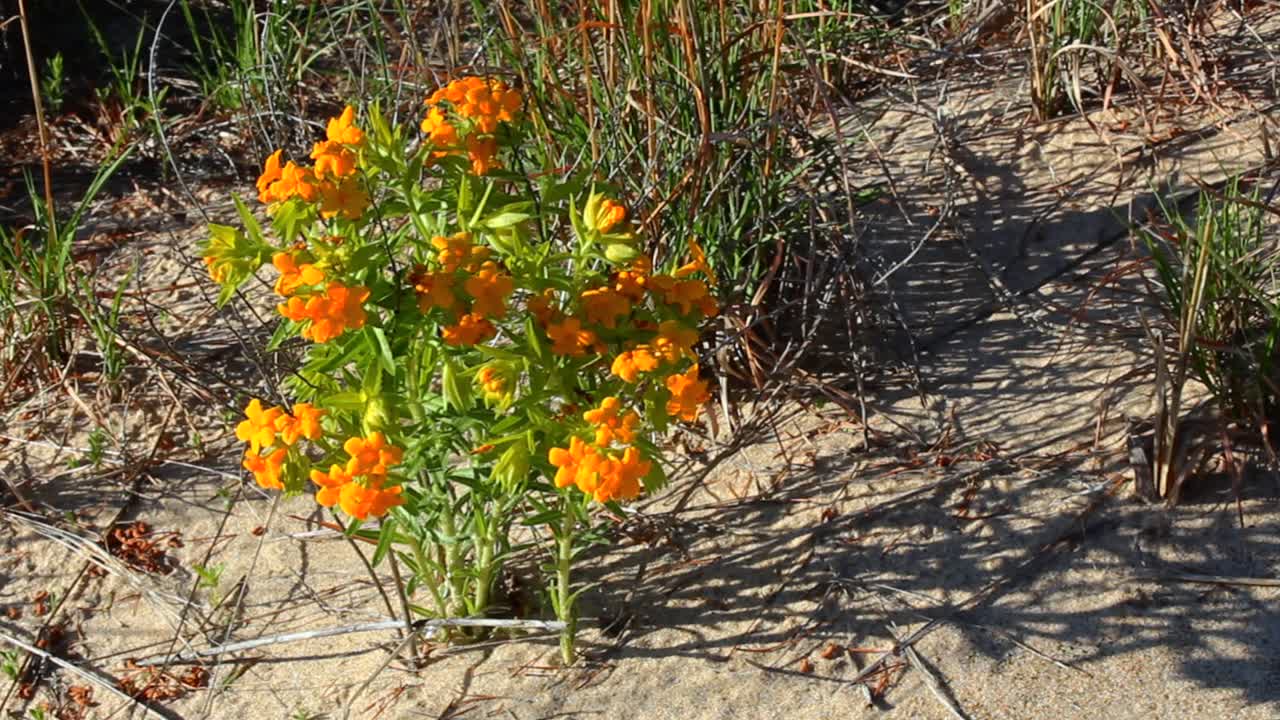 Bright orange wildflowers bloom on a sunlit sandy dune among dry grasses. Indiana Dunes. National Park, USA
