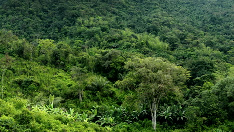 Foto-Panorámica-Del-Bosque-Verde-Con-Drone