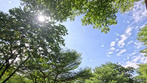 time-lapse of sunlight filtering through moving leaves.