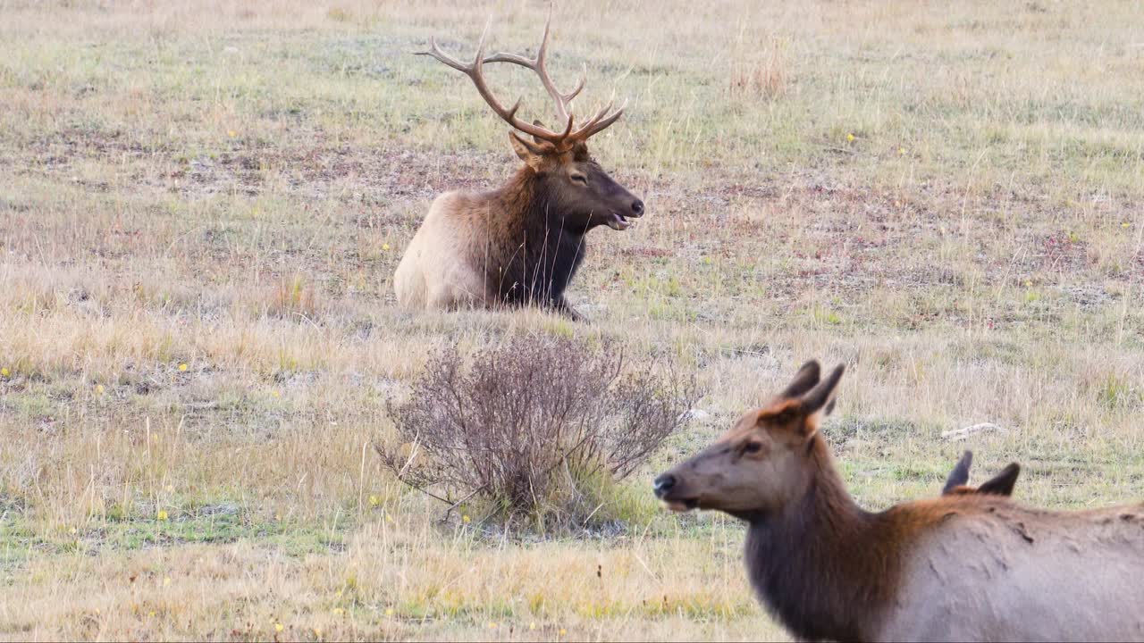 el alce macho de grandes cuernos con grandes astas observa a su rebaño en el campo de hierba en el parque nacional de las montañas rocosas en colorado, ee.uu.