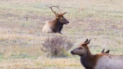 big horned male elk with large antlers watches his herd on the grassfield at rocky mountain national park in colorado, usa