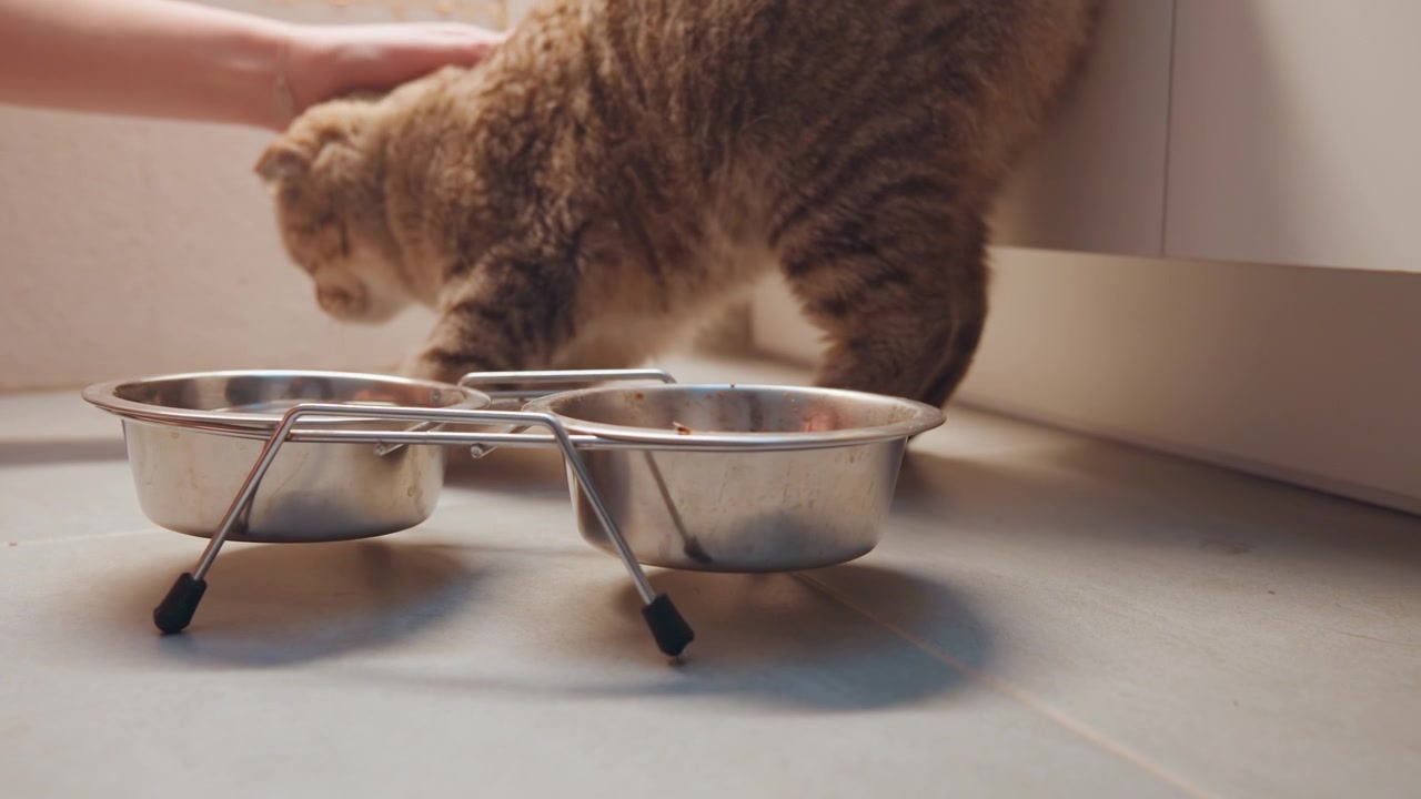 Gato curioso explora y examina atentamente herramientas de cocina de metal durante el día. Felino curioso investiga varios recipientes y utensilios de cocina mientras la luz natural del día ilumina suavemente el espacio.
