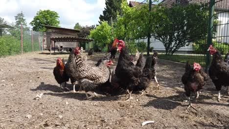 algunos pollos en una granja de pollos