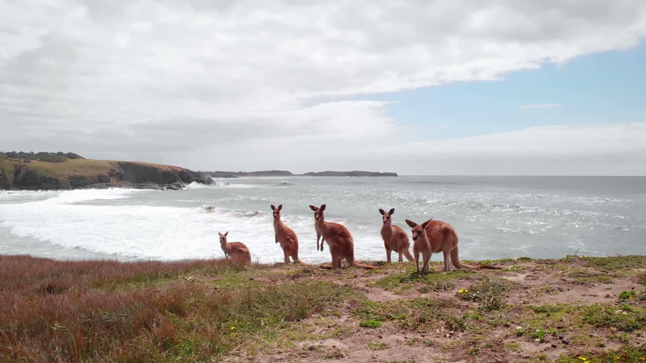 vista aérea de drones de canguro rojo, en nueva gales del sur, australia - osphranter rufus