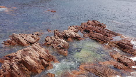 luftaufnahme - australische pelzrobbenkolonie auf felsen in westaustralien