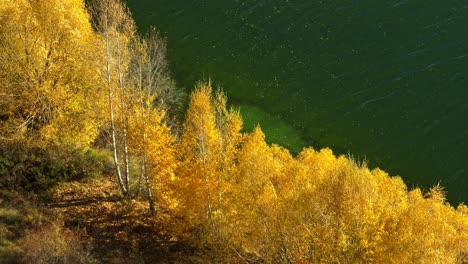 Temporada-De-Otoño-árboles-De-Color-Amarillo-En-La-Orilla-Del-Lago-Wairepo-Arm,-Aéreo