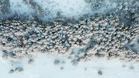 Snow-covered-pine-treetops-in-winter-scenery-of-Iceland,-top-down-aerial