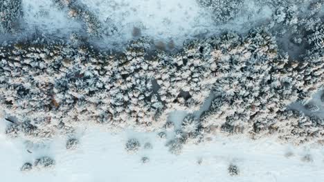 snow covered pine treetops in winter scenery of iceland, top down aerial