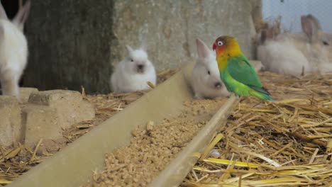 Colourful-lovebird-eating-from-tray-amongst-many-rabbits-on-the-ground-covered-with-straw