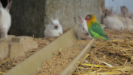 agapornis coloridos comiendo de la bandeja entre muchos conejos en el suelo cubiertos de paja