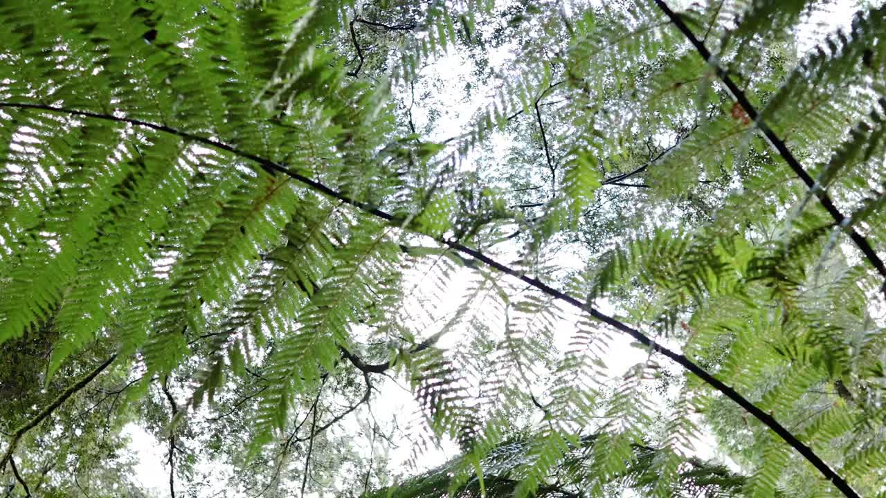 Green ferns under a bright forest canopy
