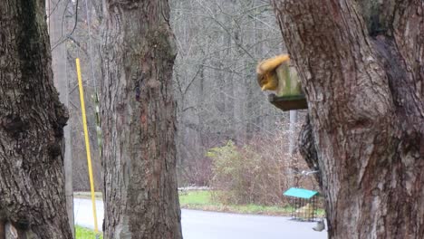 Squirrel-on-tree-bark