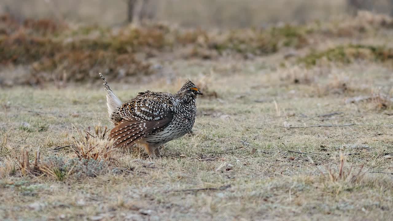 el macho de la gallina de cola afilada solo en la brez de la pradera lek busca pareja