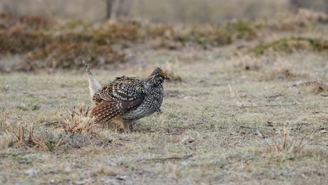 male sharptail grouse alone on breezy prairie lek looks for mate