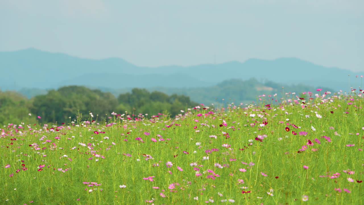 안성 농경지, 꽃이 피는 코스모스, 고원, 평야, 꽃을 피우는 식물, 언덕, 푸른 산맥 풍경, 한국의 배경