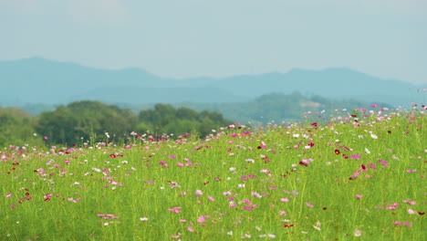 Tierras-De-Cultivo-De-Anseong-Que-Florecen-En-El-Campo-De-Flores-Del-Cosmos-En-La-Llanura-De-Las-Tierras-Altas,-Plantas-Con-Flores-En-La-Colina-Con-Un-Paisaje-De-Cordillera-Azul-En-El-Fondo-En-Corea-Del-Sur