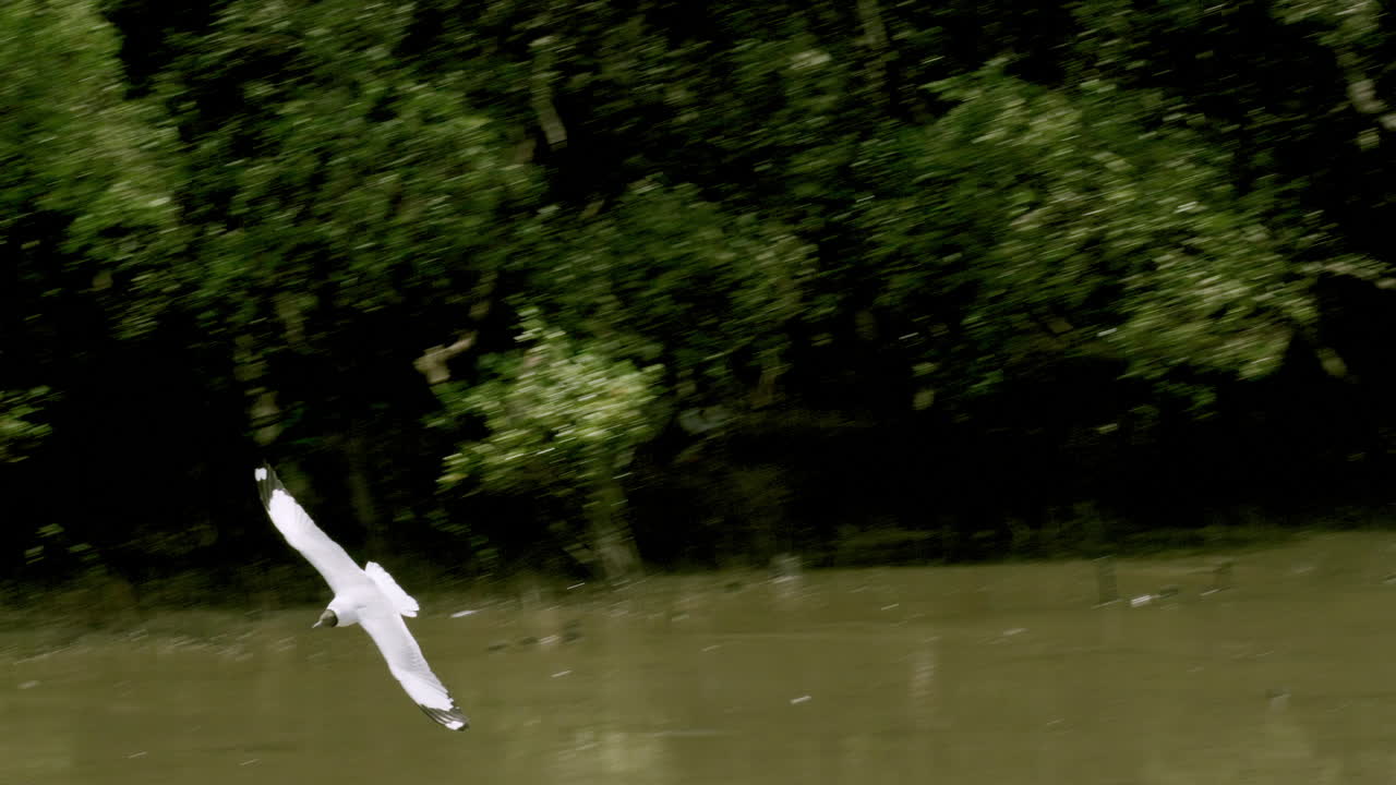 las gaviotas de cabeza negra y otras aves están volando alrededor de las aguas turbias de la zona de recreación de bangphu, en samut prakan, tailandia.