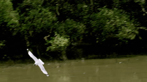 Black-headed-segulls-and-other-birds-are-flying-around-the-murky-waters-of-Bangphu-Recreation-Area,-in-Samut-Prakan,-Thailand