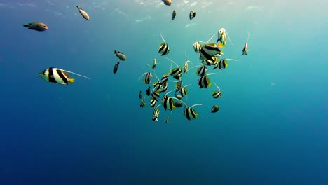 un grupo de peces bandera que nadan en el mar rojo