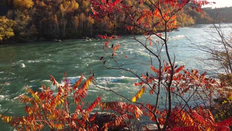 bright coloured autumn river forest landscape, aerial tilt up fly over 3d movement shot