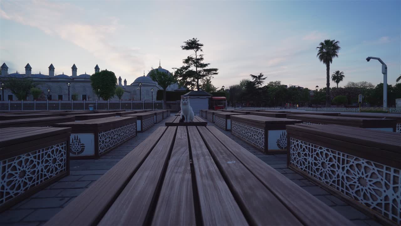 """사람이 없는 술탄아메트 광장, 아름다운 고양이, 터키의 4k 영상"""