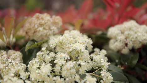 Pequeñas-Flores-Blancas-Con-Hojas-Verdes-Y-Rojas,-De-Cerca