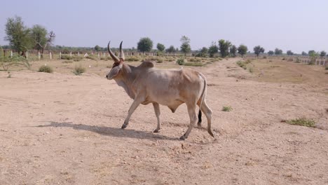 wild-bull-with-big-horns-roaming-near-national-highway-at-day