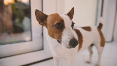 camera focuses closely on dog standing on the floor in the living room of the house