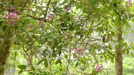 Colorful-tropical-bird-sitting-on-a-branch-in-a-rain-forest