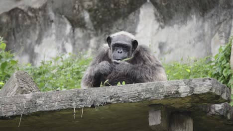 Un-Viejo-Chimpancé-Maduro-Sentado-En-Una-Cornisa-De-Un-Recinto-Alimentándose-De-Vegetación-Verde-Frondosa