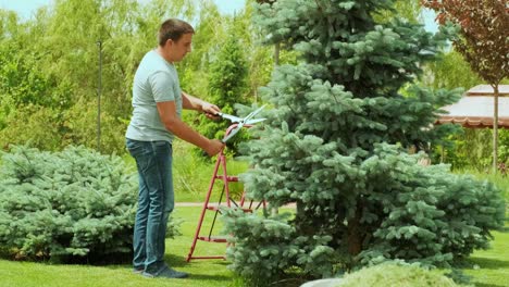 a gardener clipping the pine tree with shears standing on a stepladder in the summer garden