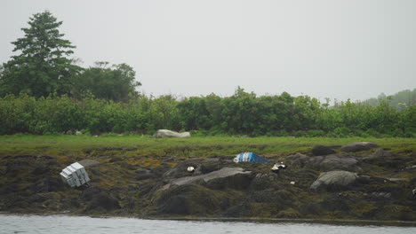 birds on ocean coast in fog with lobster traps and fishing equipment littered 4k 60p