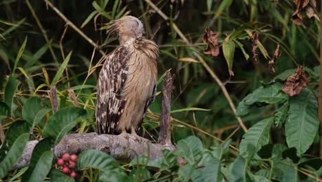 Eine-Buffy-Fischeule,-Ketupa-Ketupu,-Schüttelt-Den-Kopf,-Während-Sie-Ihre-Federn-Putzt,-Und-Schaut-Dann-Von-Ihrem-Sitzplatz-In-Einem-Nationalpark-In-Thailand-Nach-Rechts