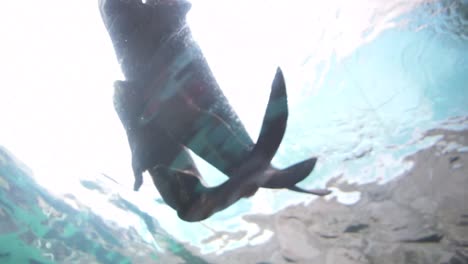 seal playing in aquarium