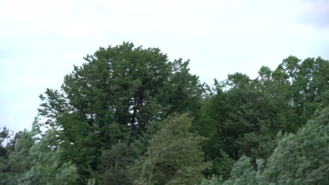 lush foliage sways in the wind against clear sky - colorful tree tops in the forest near rozewie, poland - low angle shot