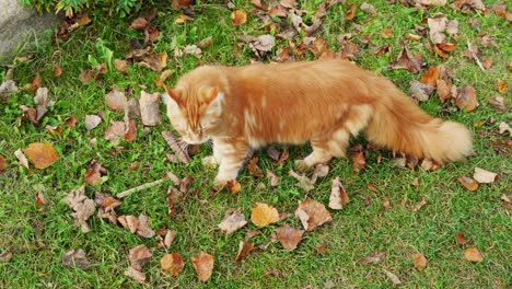 large main coon cat walking on green grass with fallen autumn leaves