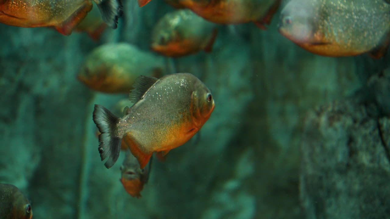 escuela de peces piranha bajo el agua en un acuario