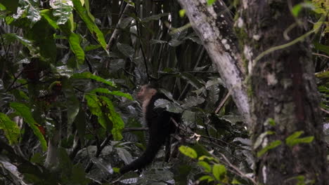 white faced capuchin monkey eating fruit from tree in the panama rain forest in wet condition