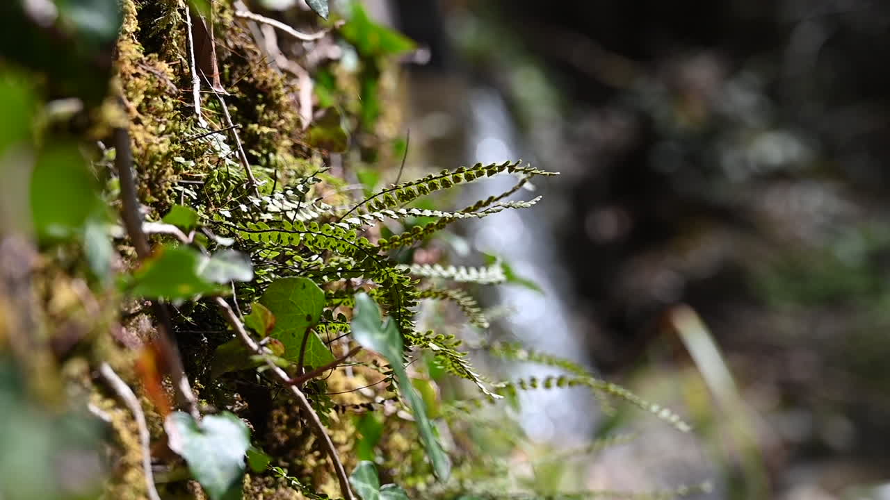 helechos y otras plantas en el bosque junto a un río en los alpes suizos