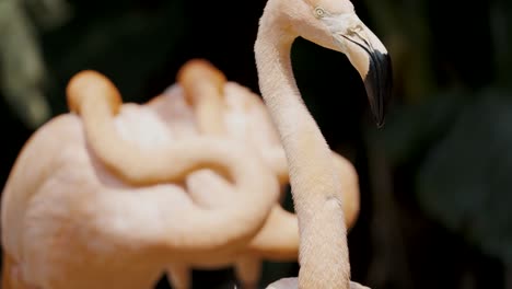 graceful flamingo grooming itself, shakes head; shallow focus