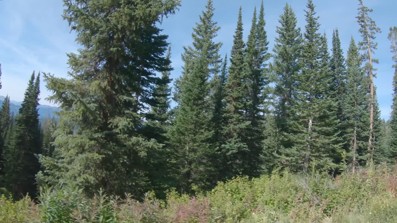 Open vistas broken by tall pines in the Colorado high country.