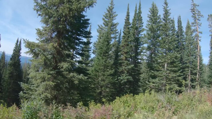Colorado'nun Yüksek Bölgelerinde Uzun Çam Ağaçlarıyla Kesintiye Uğrayan Geniş Manzaralar