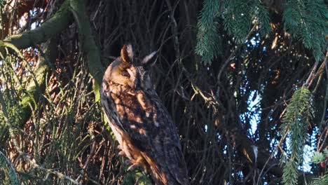 Long-eared-owl-perched-on-a-tree-on-a-sunny-day-in-Veluwe,-Netherlands